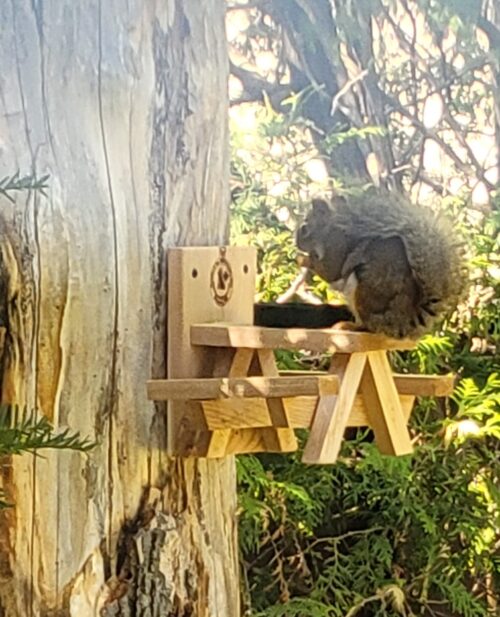 squirrel table 3